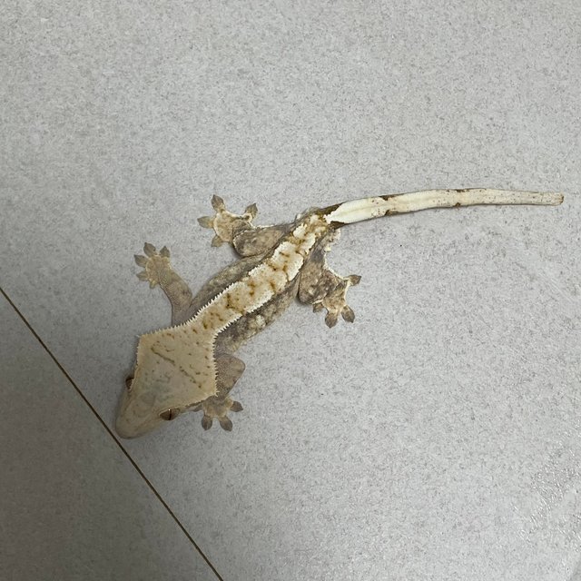 노멀 트라이 드리피 화이트핀