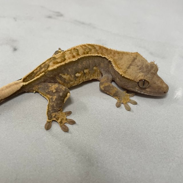 100%헷아잔틱 풀핀 화이트포트홀 화이트스팟