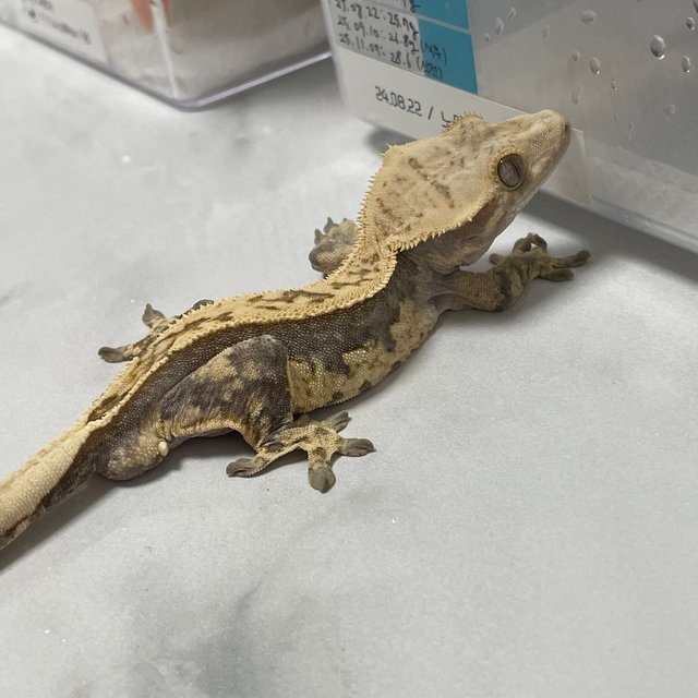 100%헷아잔틱 쿼드 풀핀