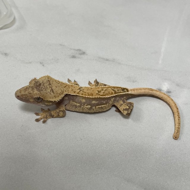 100%헷아잔틱 노멀 풀핀 화이트포트홀