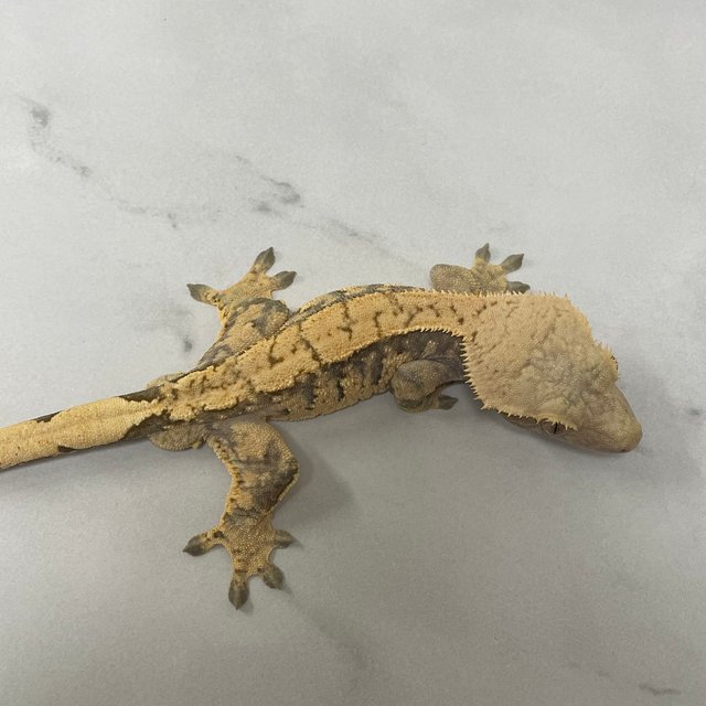 노멀 트라이 익스트림할리퀸 화이트스팟