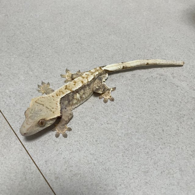 노멀 트라이 드리피 화이트핀