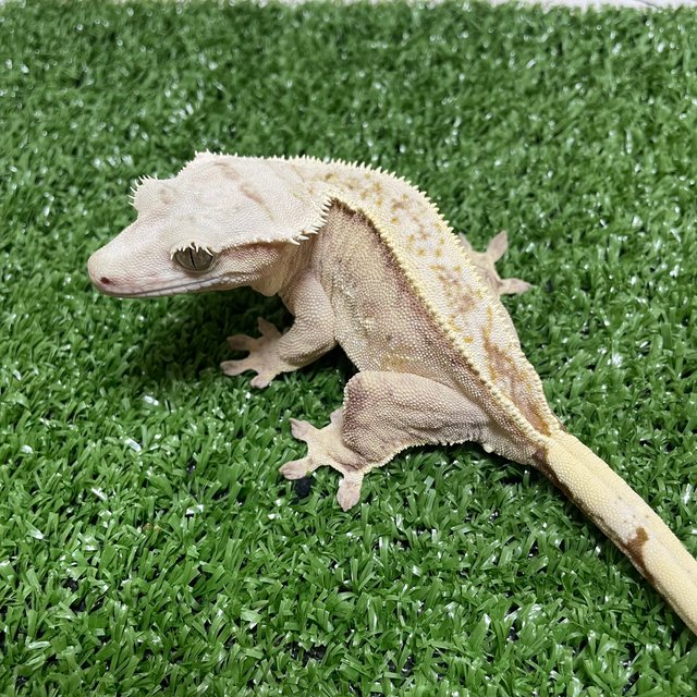 노멀 풀핀 크림 크림시클 화이트스팟