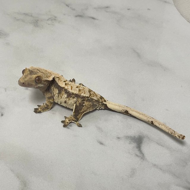 노멀 트라이 익스트림할리퀸 화이트스팟