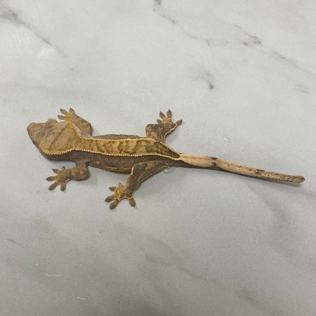 100%헷아잔틱 풀핀 화이트포트홀 화이트스팟