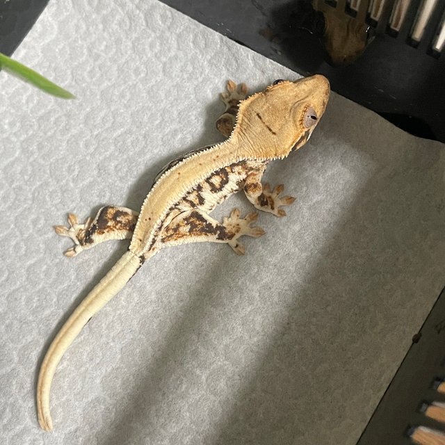 솔리드백 100%헷초초 풀핀