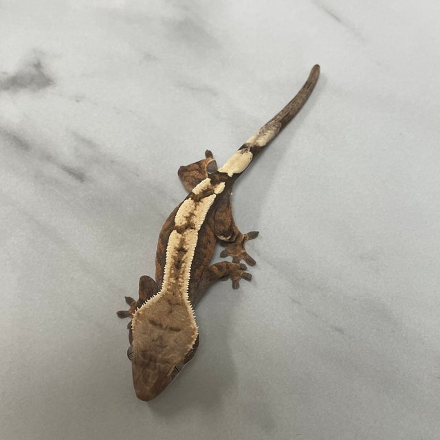 100%헷아잔틱 세이블