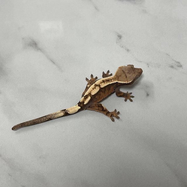 100%헷아잔틱 세이블