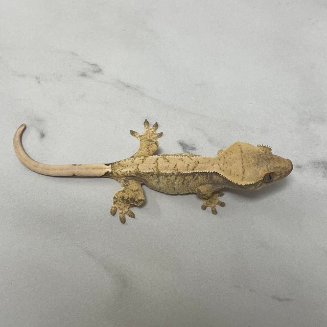 노멀 화이트스팟 화이트핀