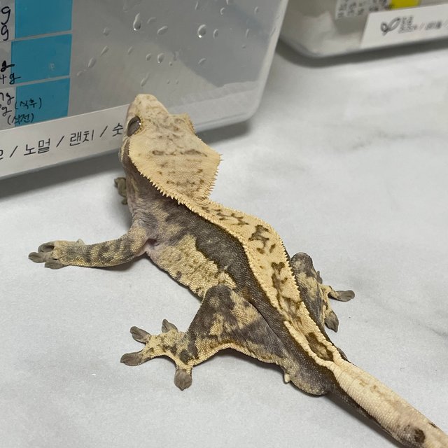 100%헷아잔틱 쿼드 풀핀