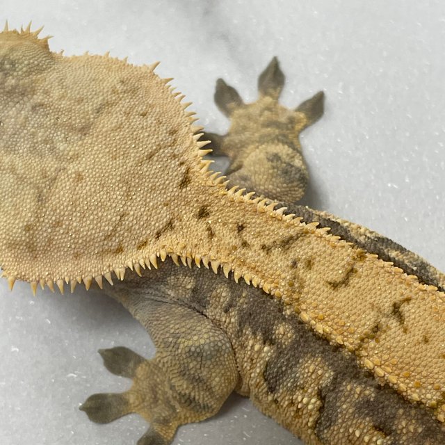 노멀 트라이 익스트림할리퀸 화이트스팟