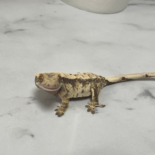 노멀 트라이 익스트림할리퀸 화이트스팟