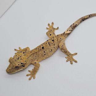 슈퍼달마시안 달마시안