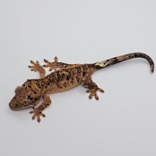 슈퍼달마시안 달마시안