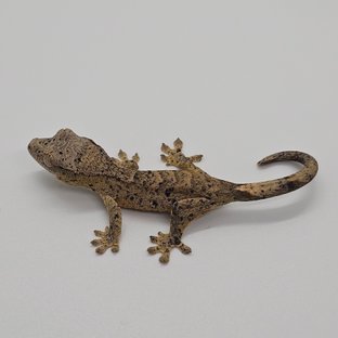 슈퍼달마시안 달마시안