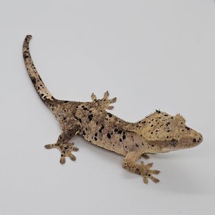 달마시안 슈퍼달마시안