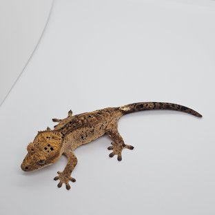 달마시안 슈퍼달마시안