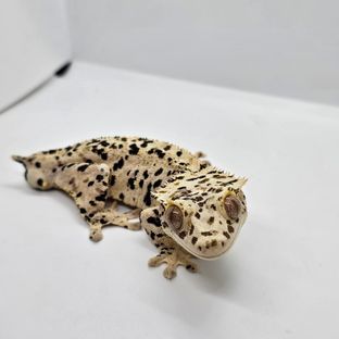 쿠리