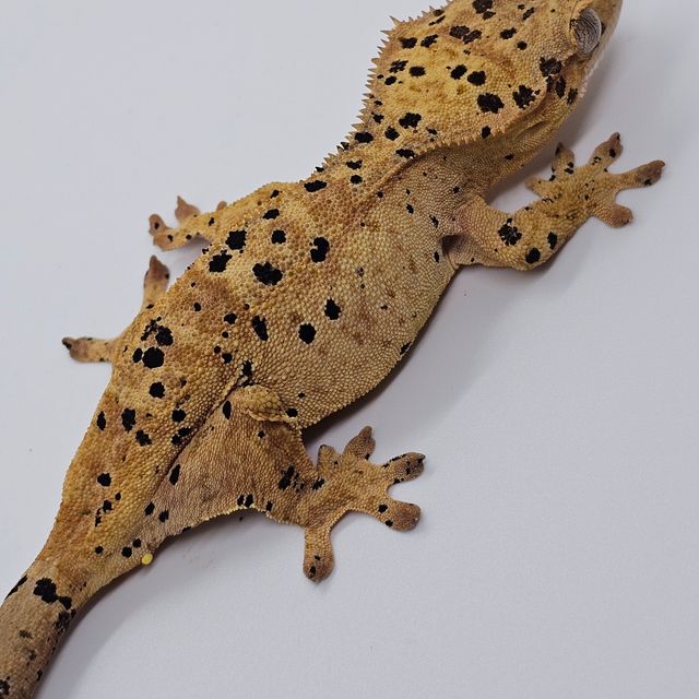 슈퍼달마시안 달마시안