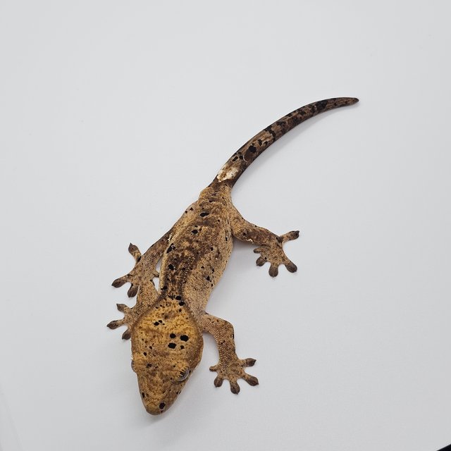 달마시안 슈퍼달마시안