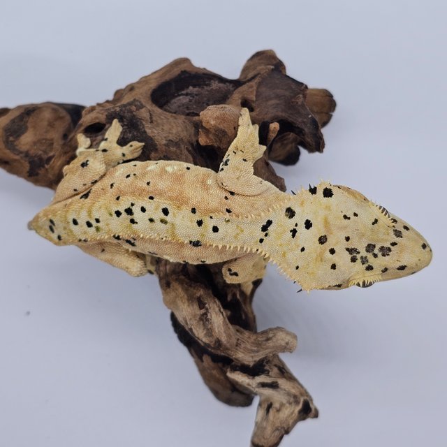 달마시안 슈퍼달마시안