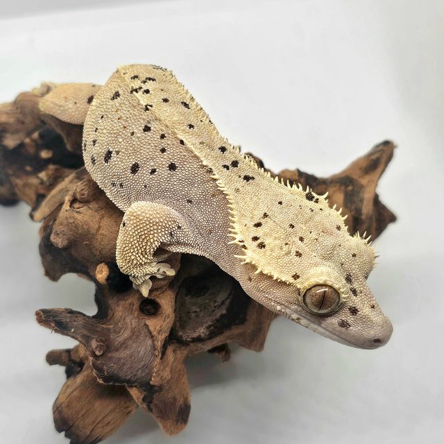 슈퍼달마시안