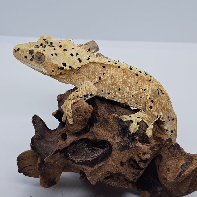 달마시안 슈퍼달마시안