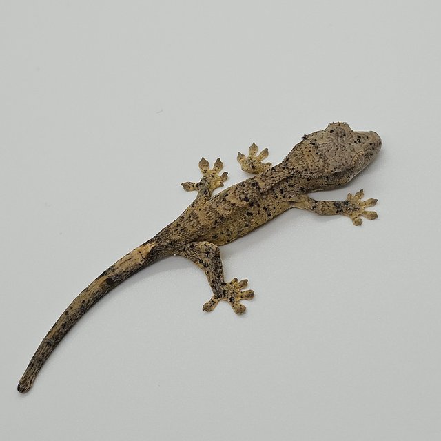 슈퍼달마시안 달마시안