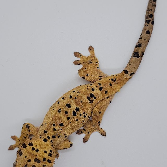 슈퍼달마시안 달마시안