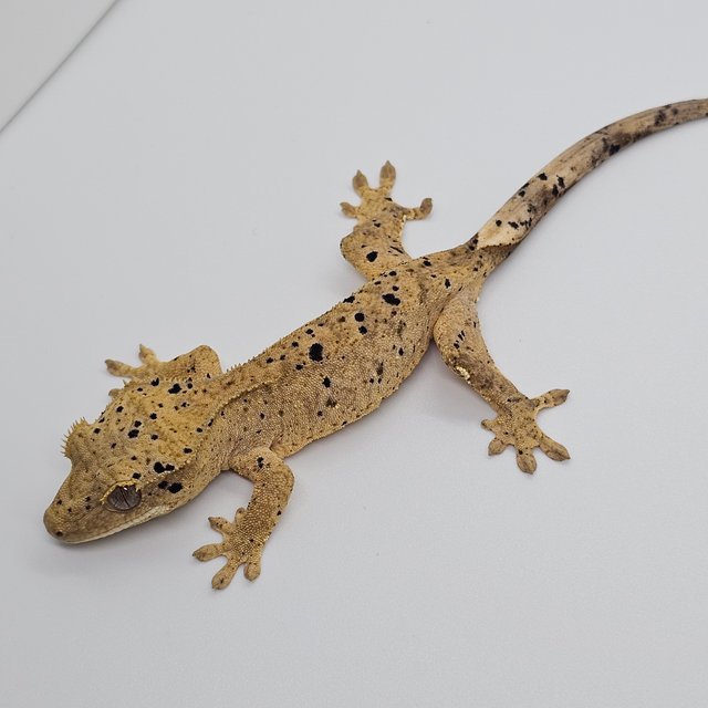 슈퍼달마시안 달마시안