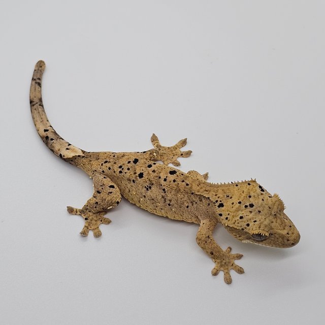 슈퍼달마시안 달마시안