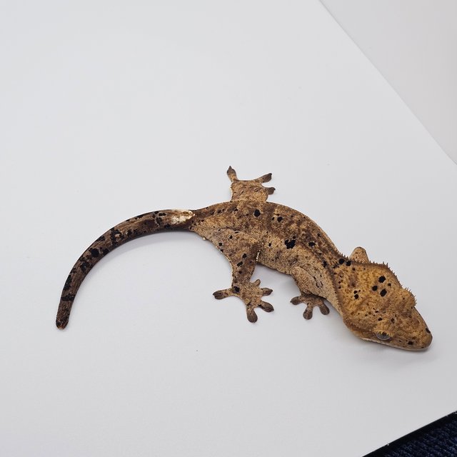 달마시안 슈퍼달마시안