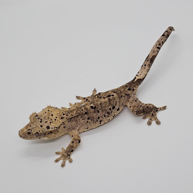 달마시안 슈퍼달마시안