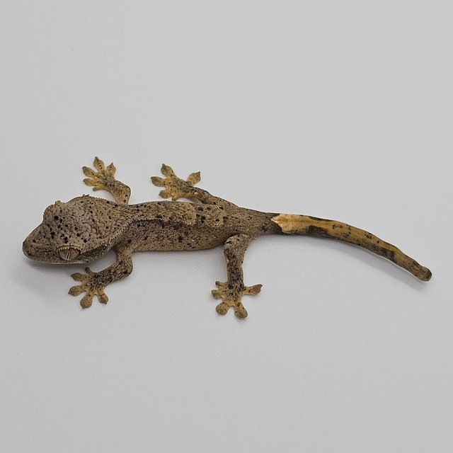 달마시안 슈퍼달마시안