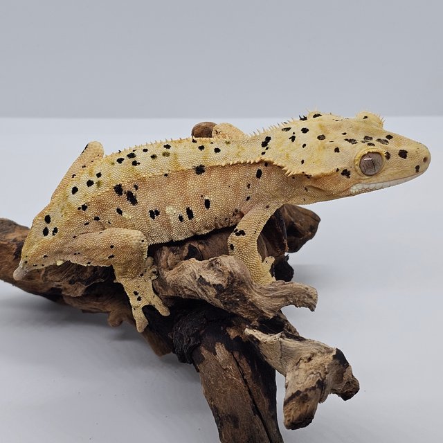 달마시안 슈퍼달마시안