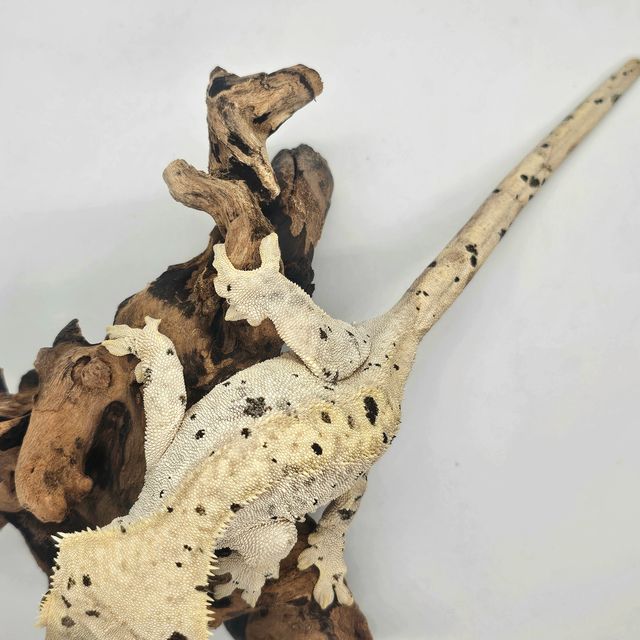 슈퍼달마시안