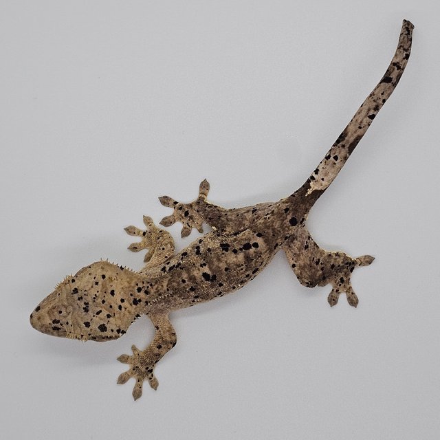 달마시안 슈퍼달마시안