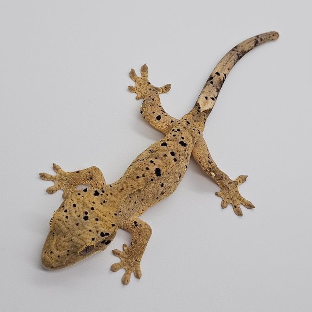 슈퍼달마시안 달마시안