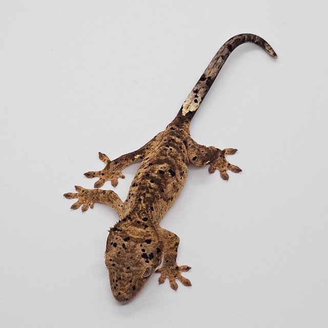 슈퍼달마시안 달마시안