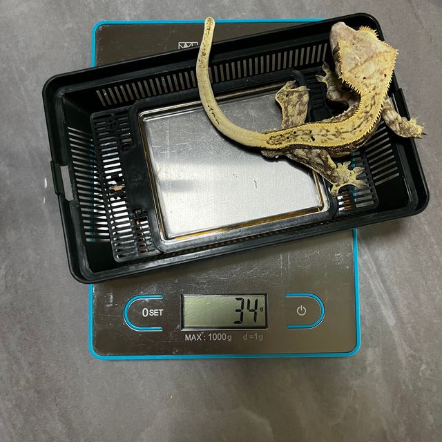 트라이 익스트림할리퀸 풀핀