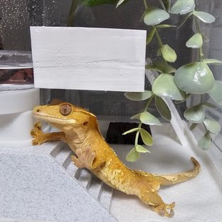 크림시클