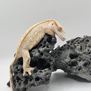 크림시클
