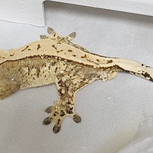 크림시클