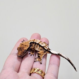 Tangerine Tri Extreme Harlequin