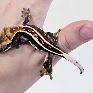 Empty Back Full Pinstripe Pinstripe Super Stripe Black