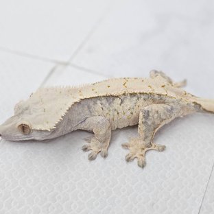 노멀 화이트스팟