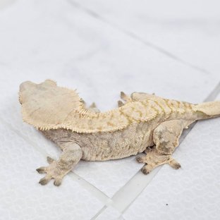 노멀 화이트스팟