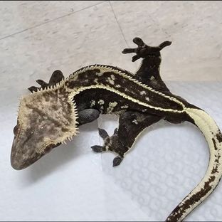 엠티백 블랙