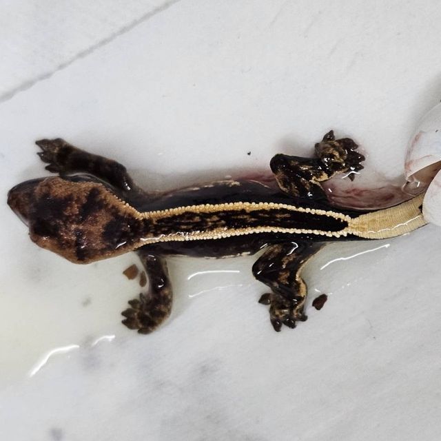 엠티백 풀핀 핀스트라이프 슈퍼스트라이프 블랙