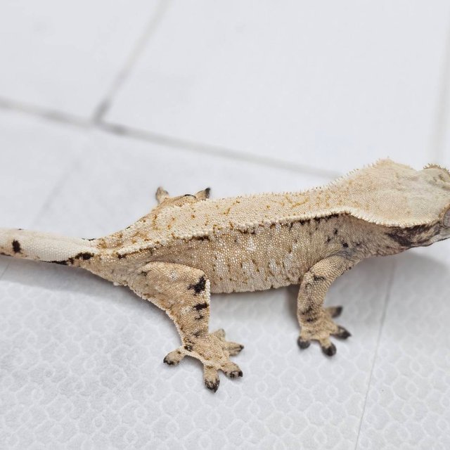 노멀 화이트스팟